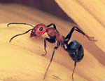 01.Ant Seed_Image